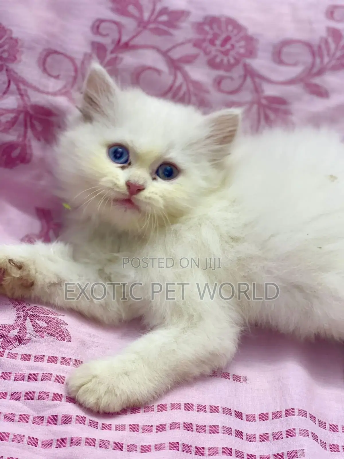 1-3 months Female Purebred Persian