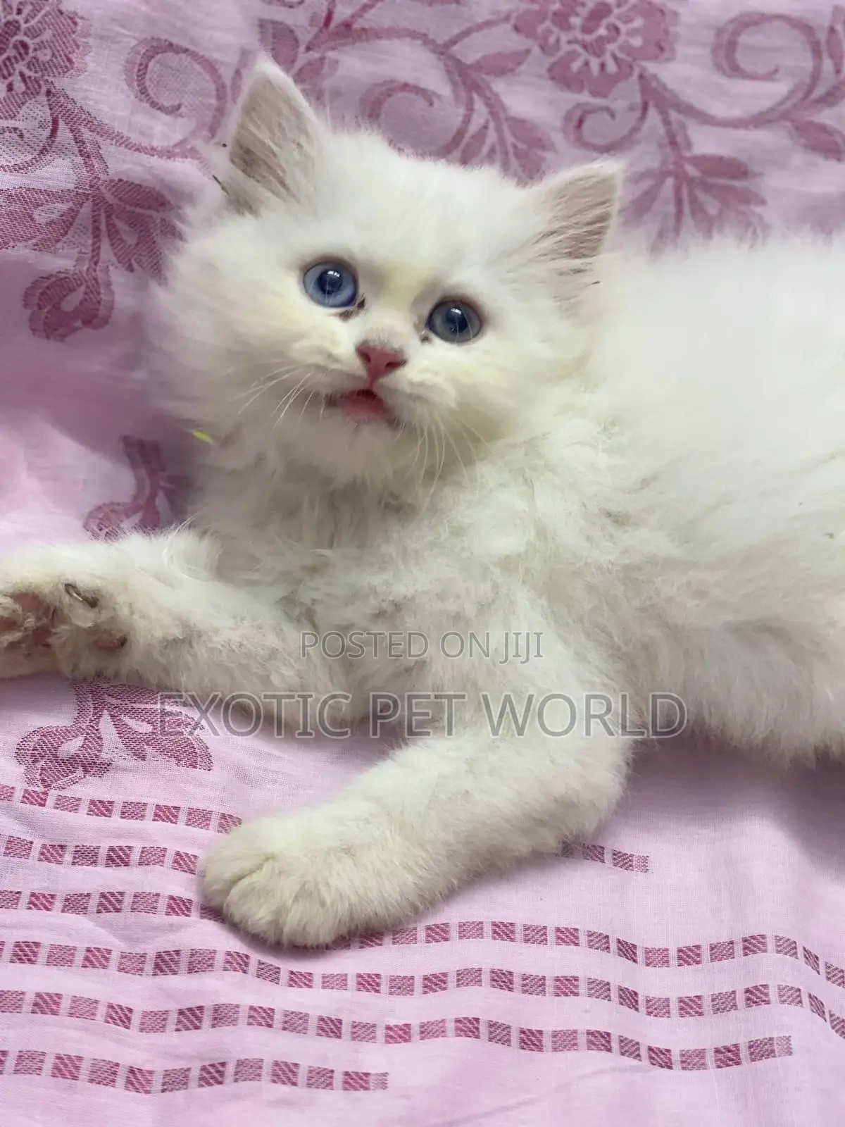 1-3 months Female Purebred Persian