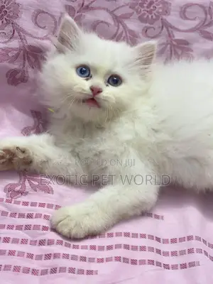 1-3 months Female Purebred Persian