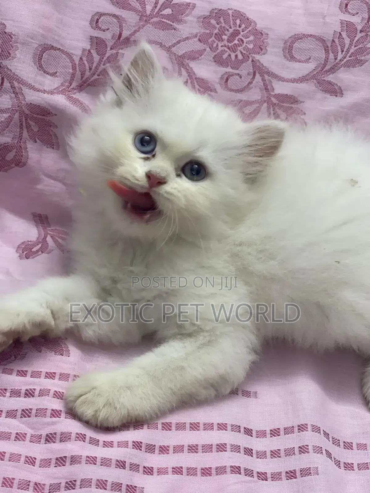 1-3 months Female Purebred Persian