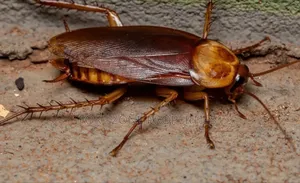 Fumigation All Homes and Offices