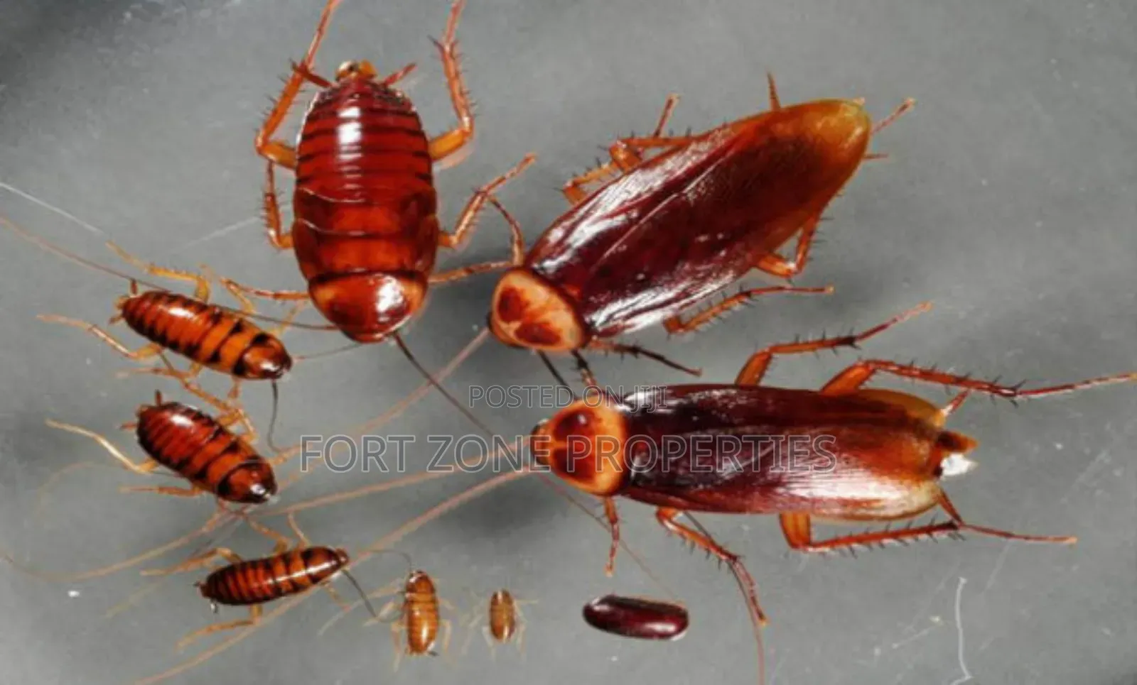Fumigation All Homes and Offices