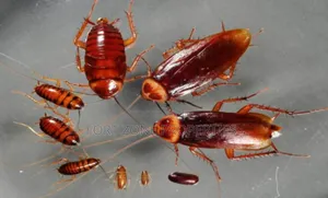 Fumigation All Homes and Offices