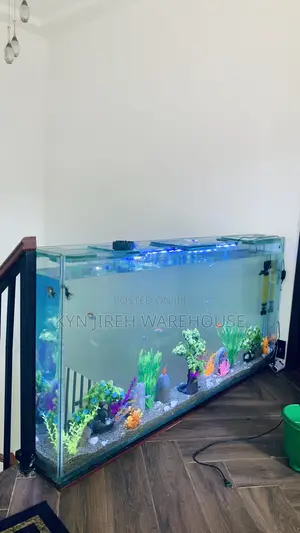 Staircase View Aquarium With 15 Fishes