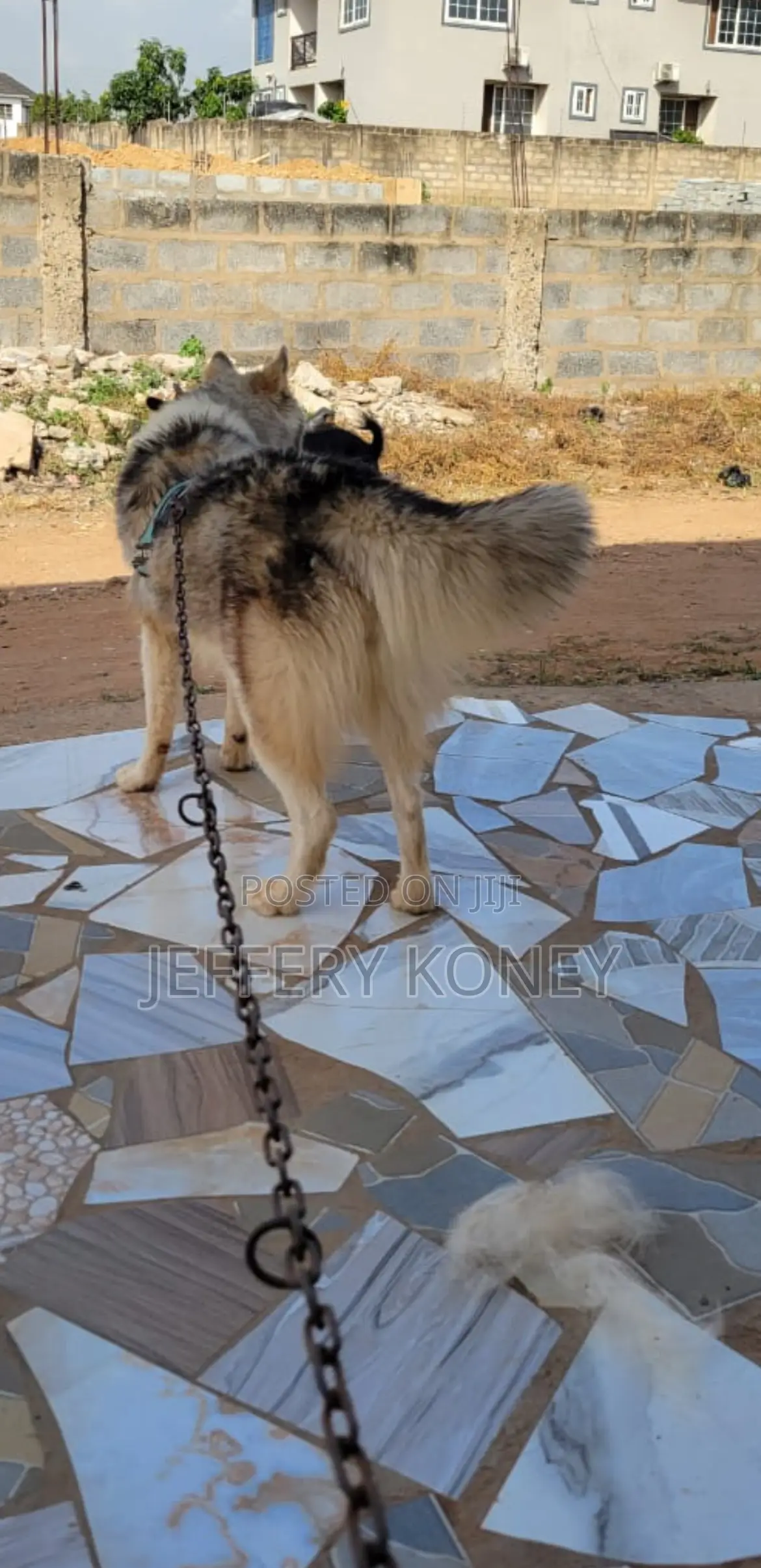 1+ year Male Purebred Siberian Husky