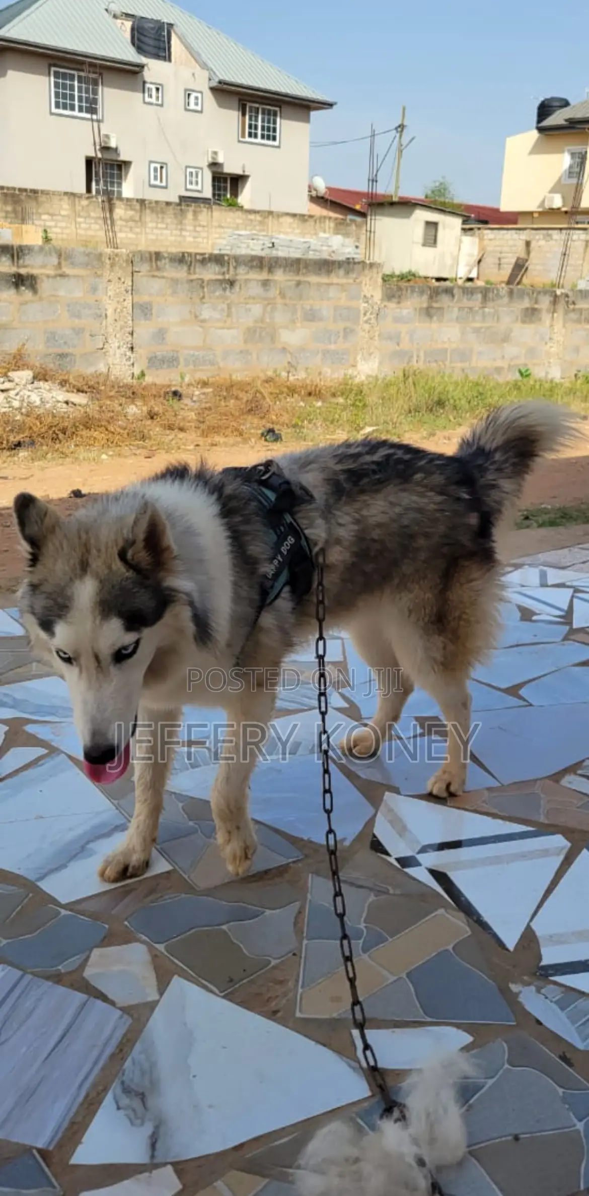 1+ year Male Purebred Siberian Husky