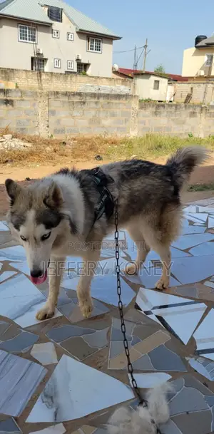 1+ year Male Purebred Siberian Husky