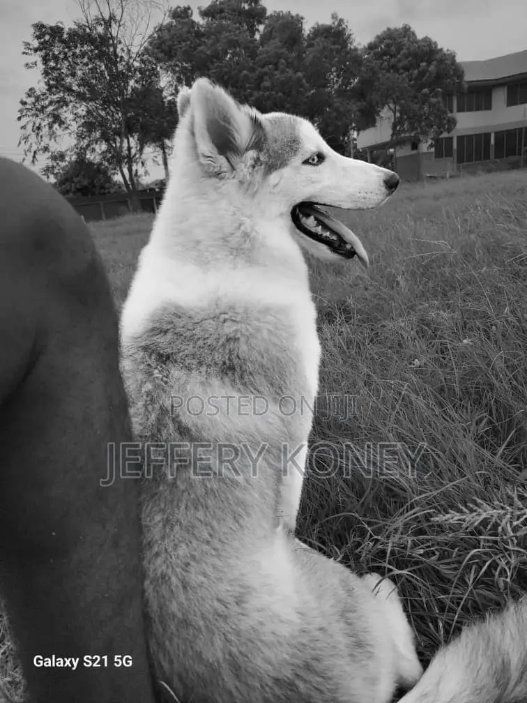1+ year Male Purebred Siberian Husky