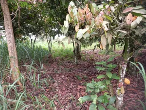 Gold Land for Sale