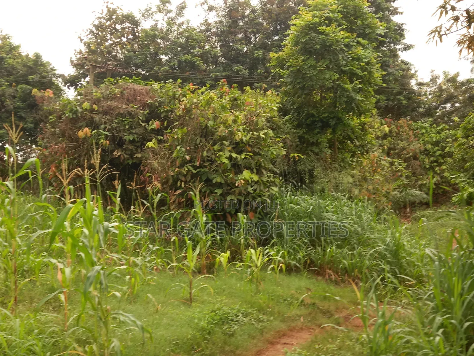 Gold Land for Sale