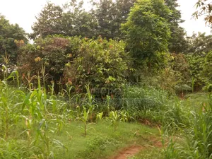 Gold Land for Sale