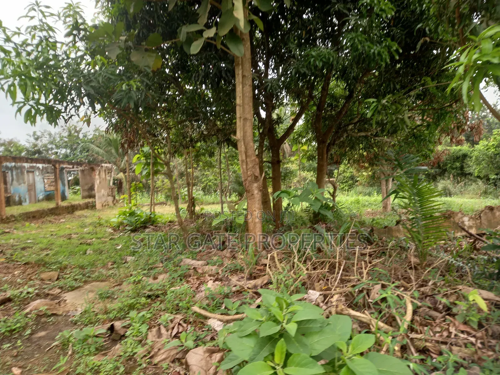 Gold Land for Sale