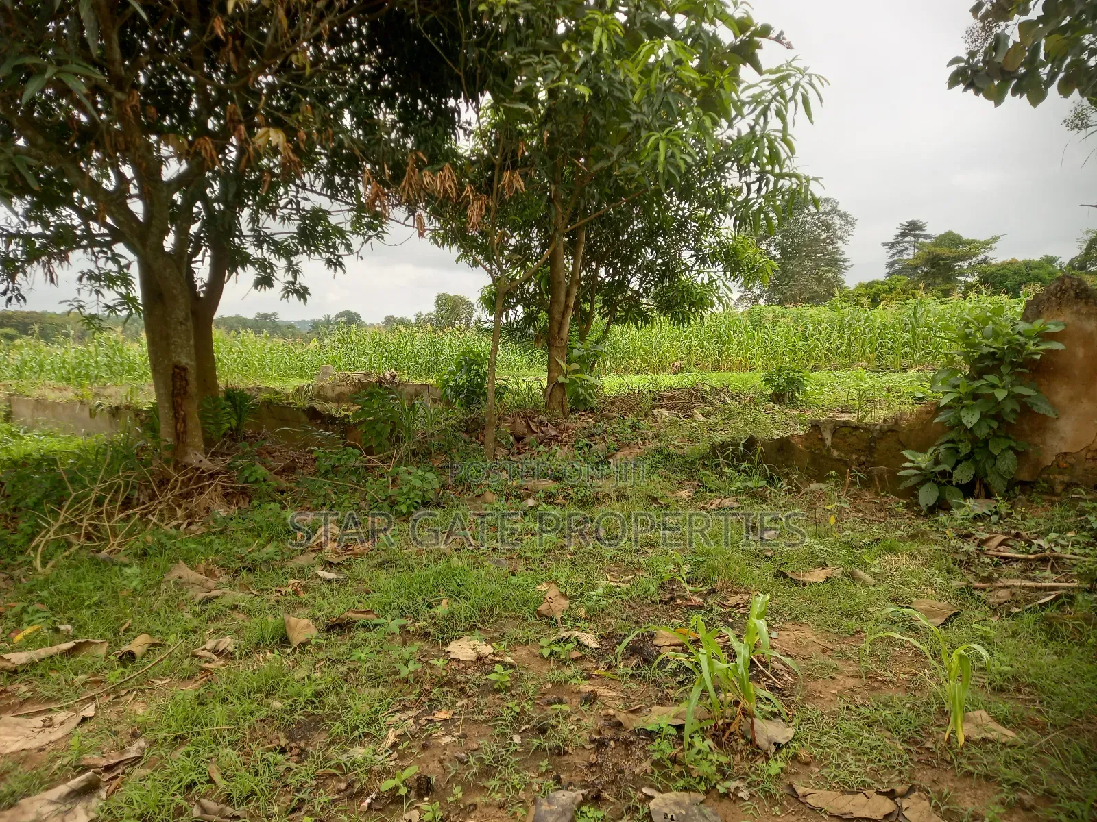 Gold Land for Sale