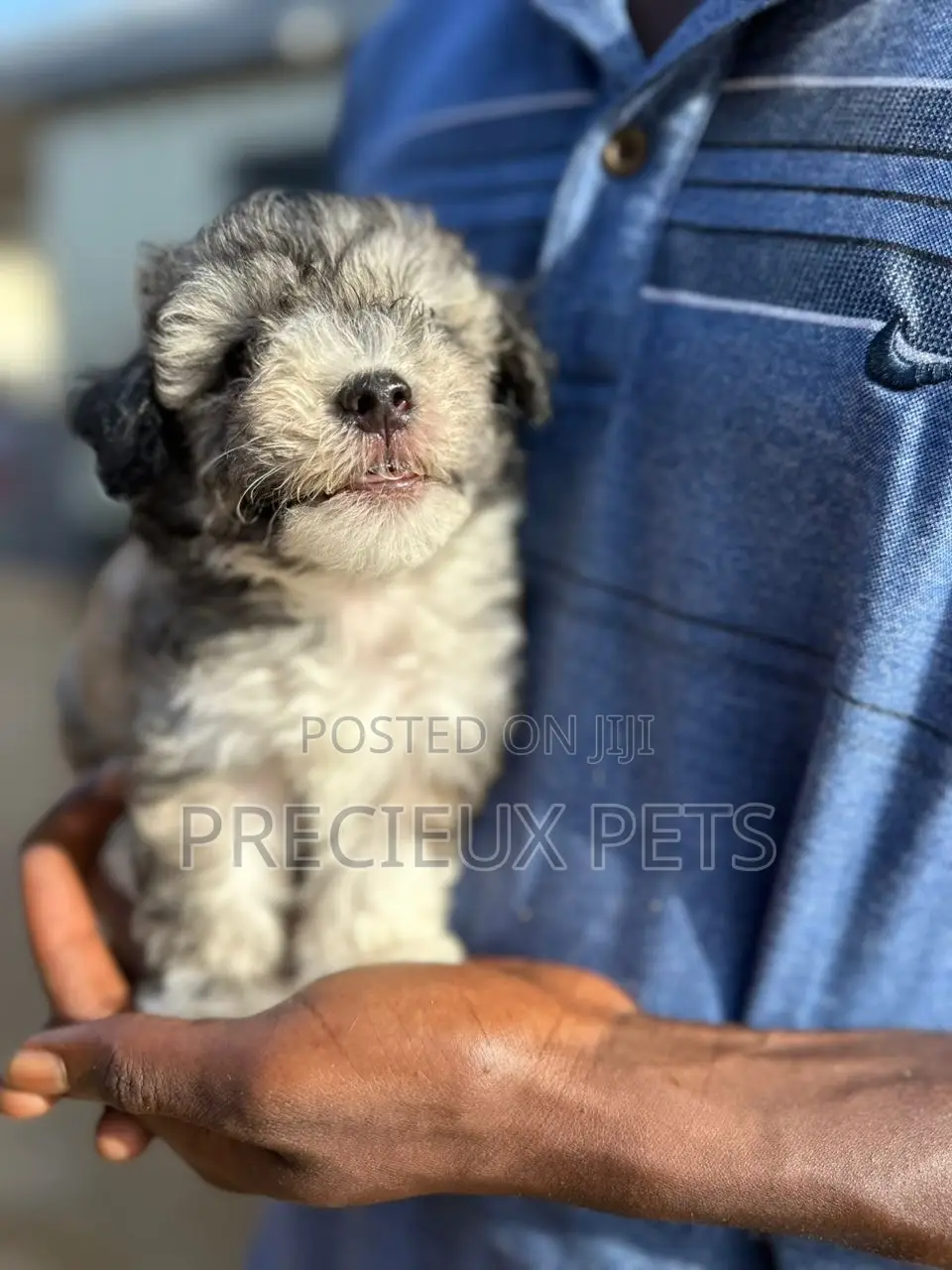 1-3 months Male Purebred Poodle