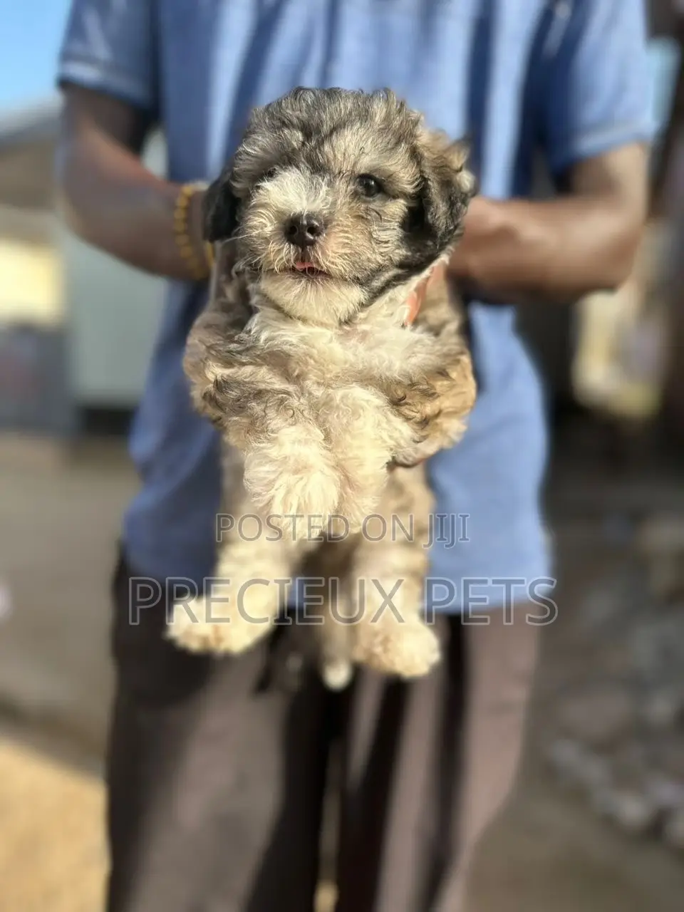 1-3 months Male Purebred Poodle