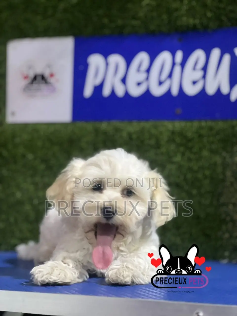 1-3 months Male Purebred Poodle