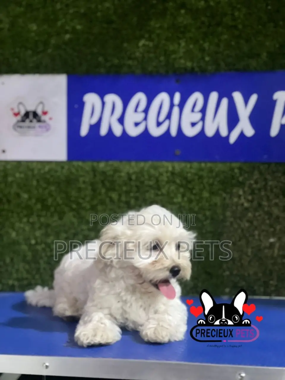 1-3 months Male Purebred Poodle