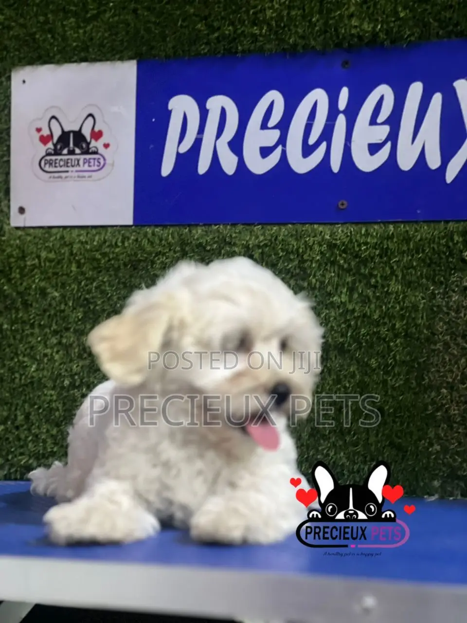 1-3 months Male Purebred Poodle