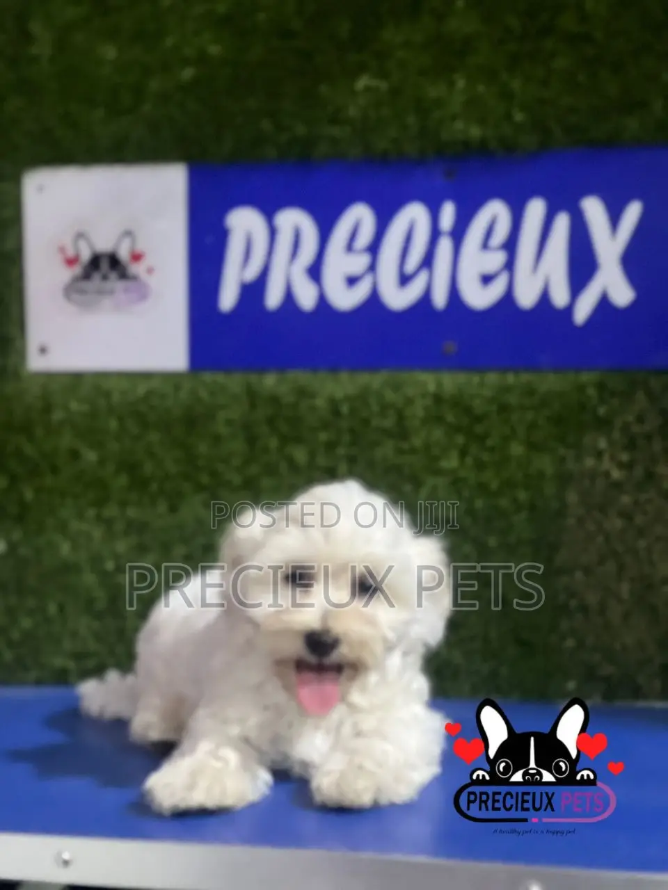 1-3 months Male Purebred Poodle