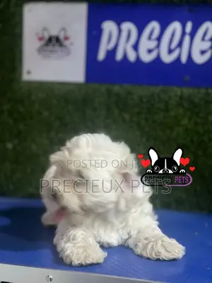 1-3 months Male Purebred Poodle