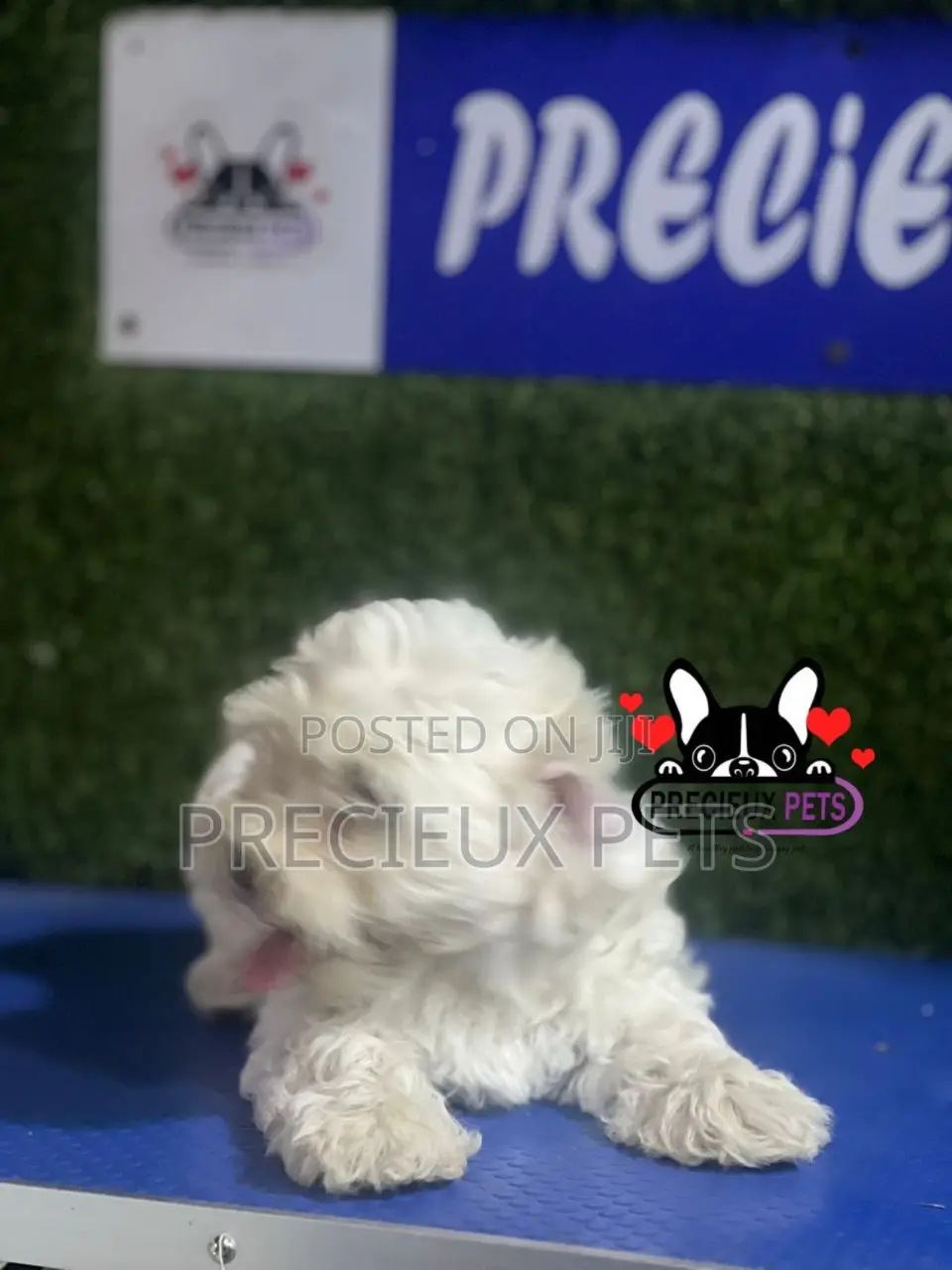 1-3 months Male Purebred Poodle