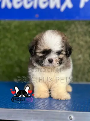 1-3 months Male Purebred Shih Tzu