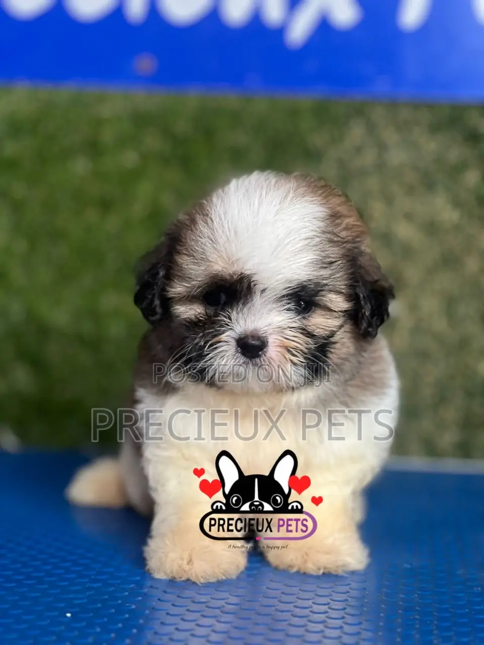 1-3 months Male Purebred Shih Tzu