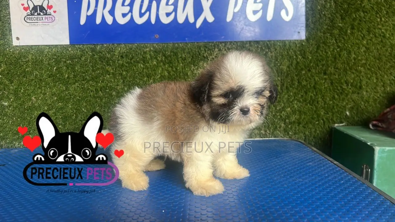 1-3 months Male Purebred Shih Tzu