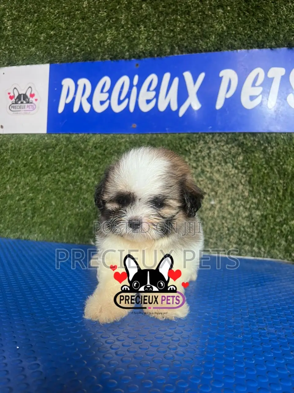1-3 months Male Purebred Shih Tzu