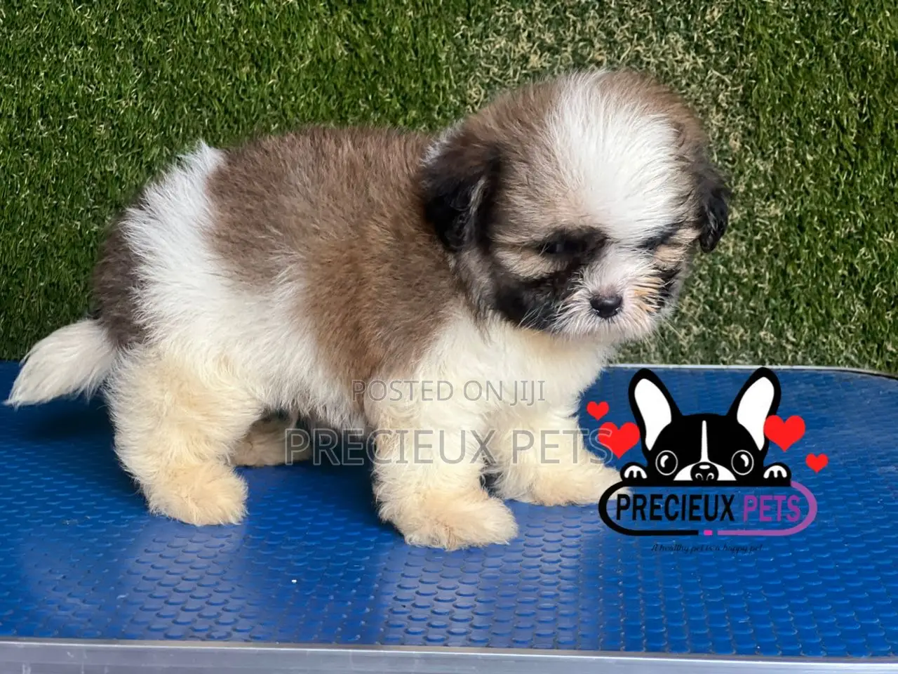 1-3 months Male Purebred Shih Tzu