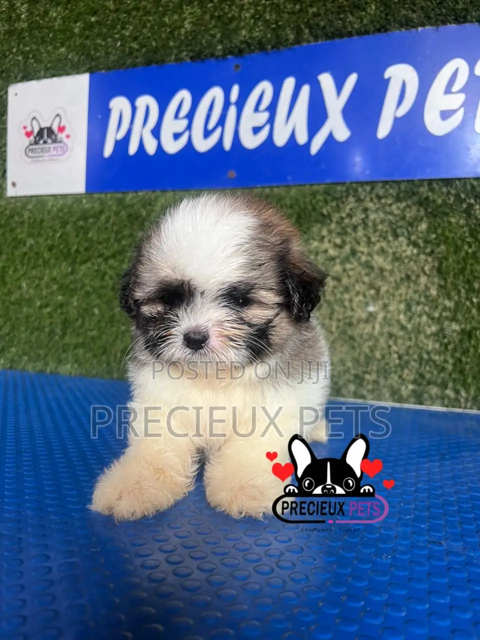 1-3 months Male Purebred Shih Tzu