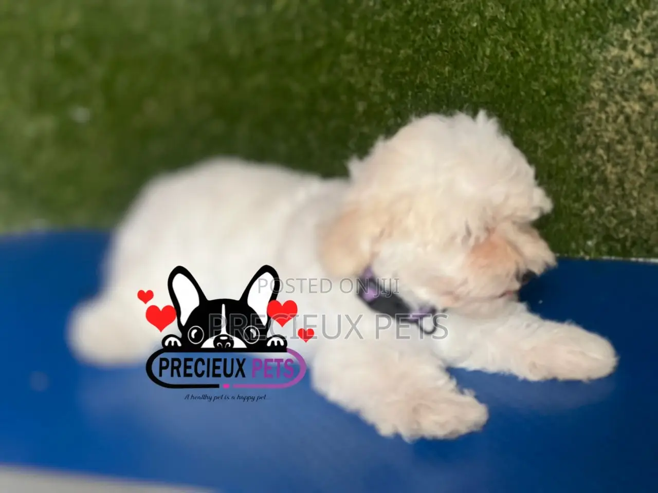 1-3 months Female Purebred Poodle