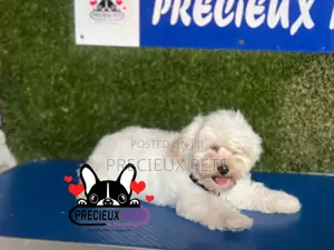 1-3 months Female Purebred Poodle