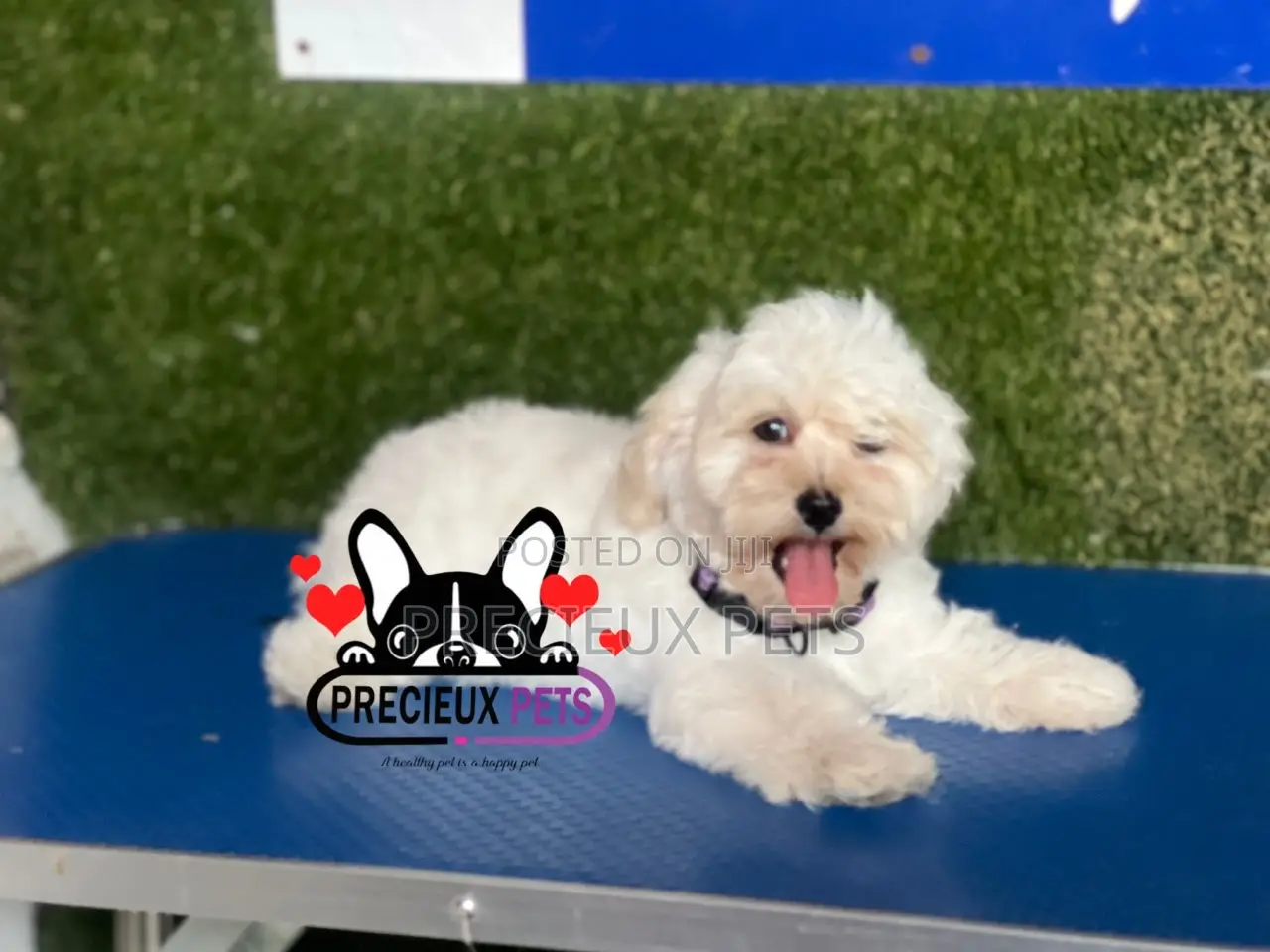 1-3 months Female Purebred Poodle