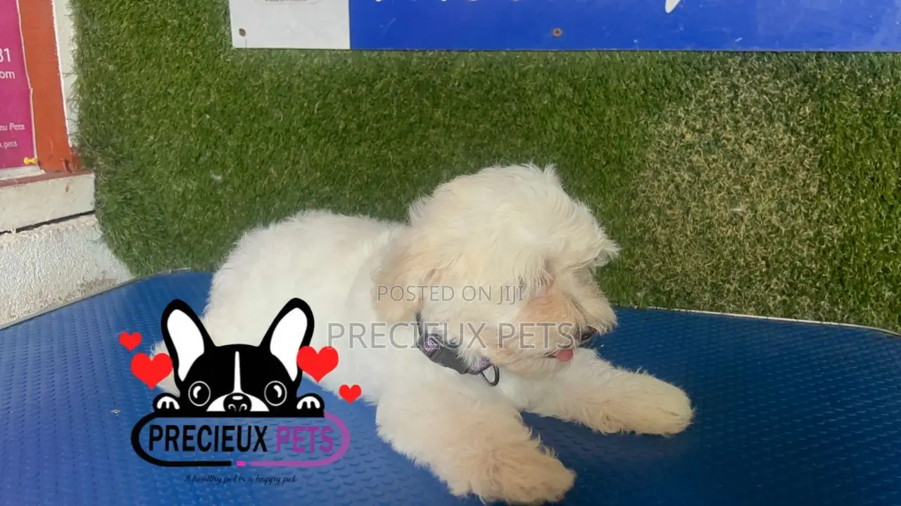 1-3 months Female Purebred Poodle