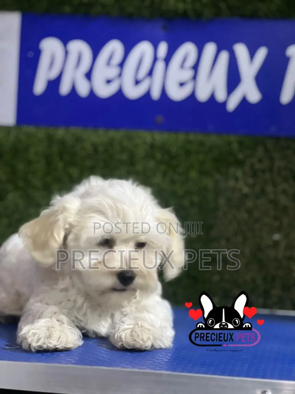 1-3 months Female Purebred Poodle