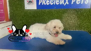 1-3 months Female Purebred Poodle