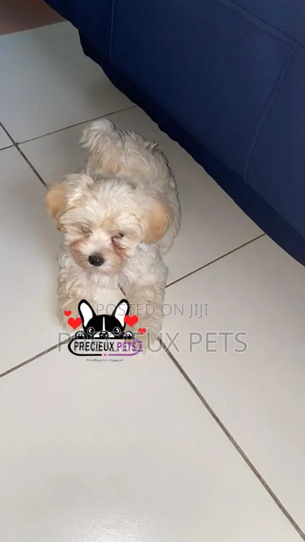 1-3 months Female Purebred Poodle