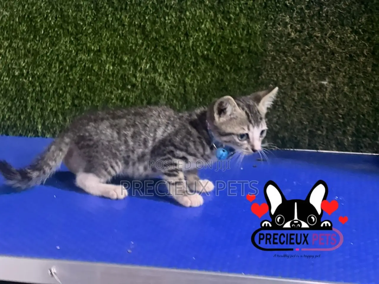 1-3 months Male Purebred Turkish Van
