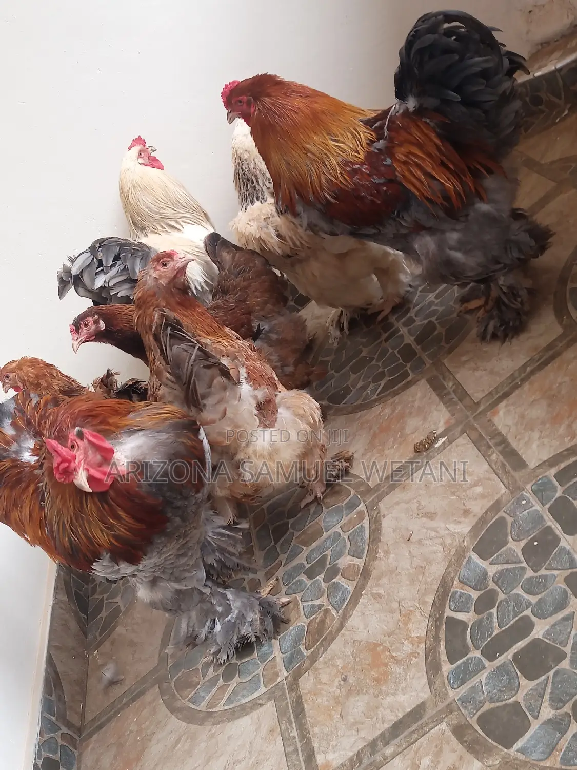 Silkie Bantam, Brahma, Polish Chickens for Sale