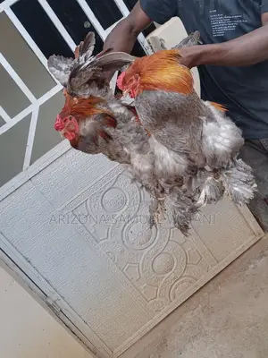 Silkie Bantam, Brahma, Polish Chickens for Sale