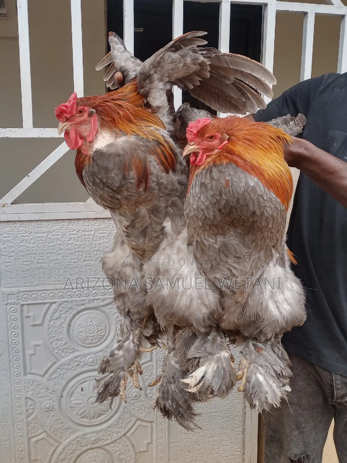 Silkie Bantam, Brahma, Polish Chickens for Sale
