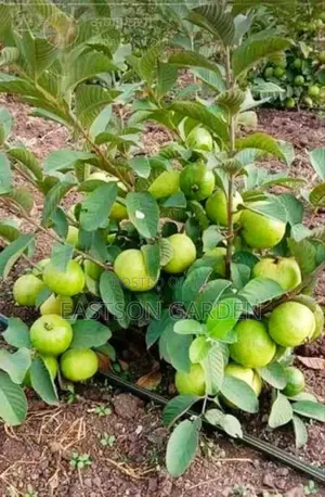 Jumbo Guava Seedlings