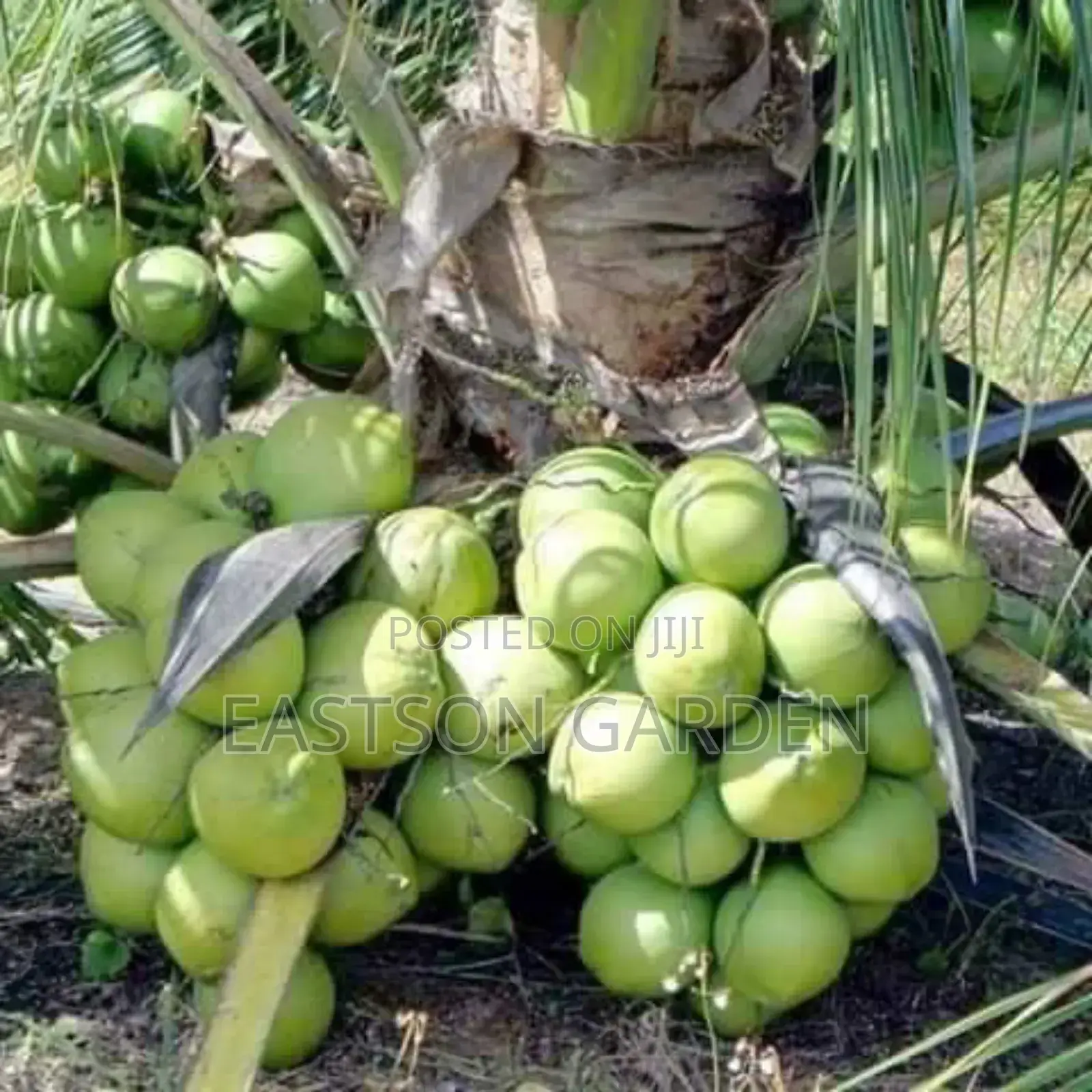 Malaysian Dwarf Coconut Seedlings