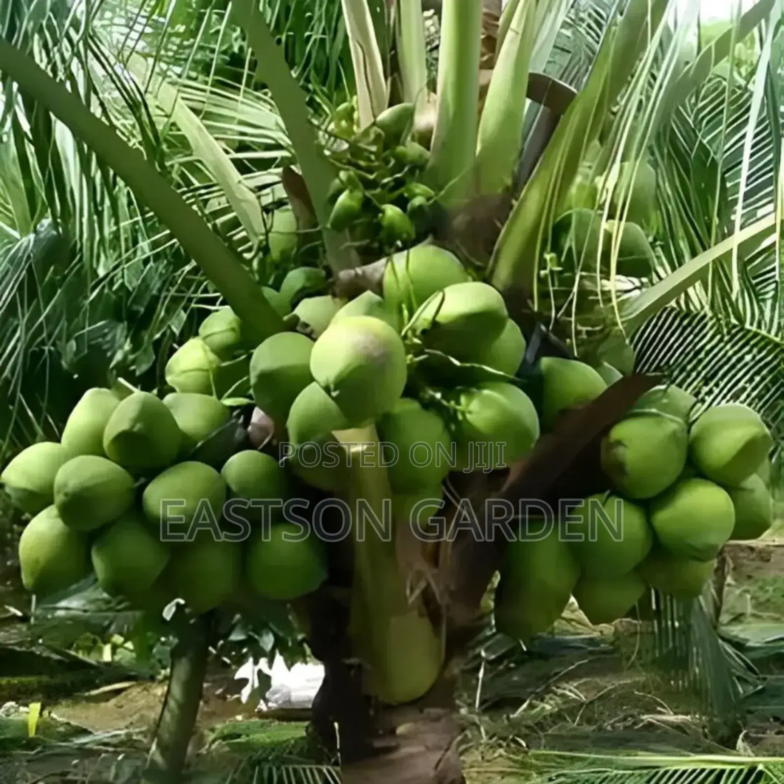 Malaysian Dwarf Coconut Seedlings