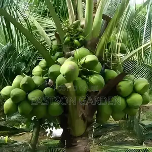 Malaysian Dwarf Coconut Seedlings