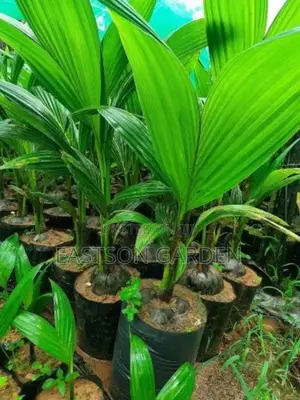 Malaysian Dwarf Coconut Seedlings