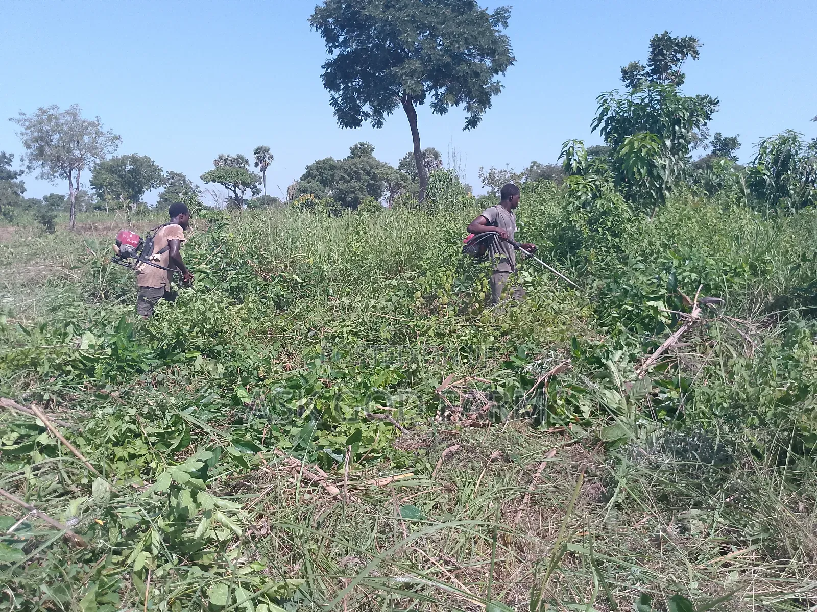 Weeding Service