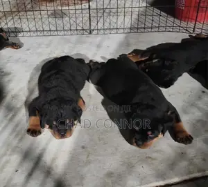 1-3 months Male Purebred Rottweiler