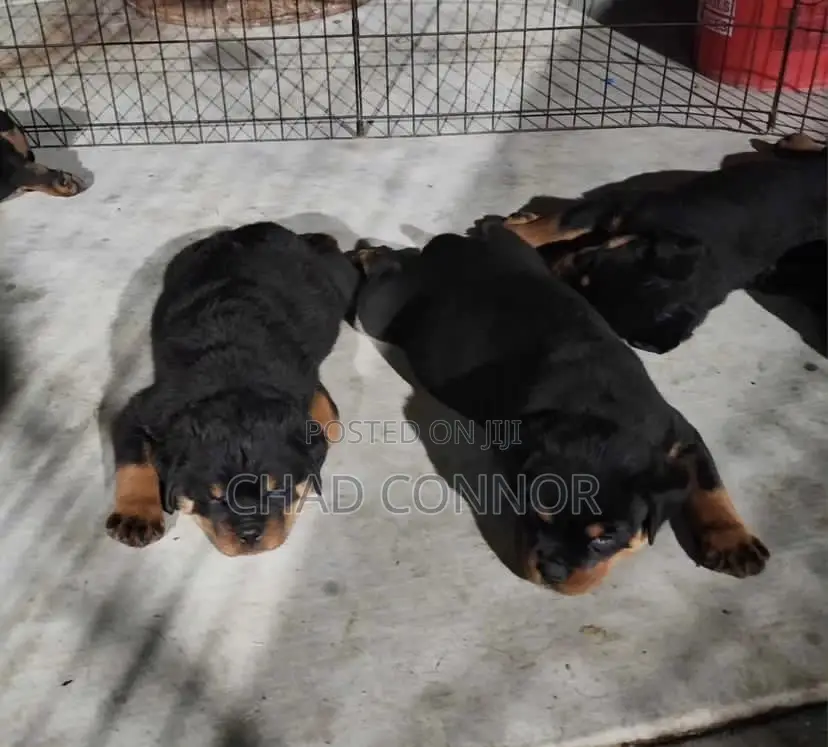 1-3 months Male Purebred Rottweiler